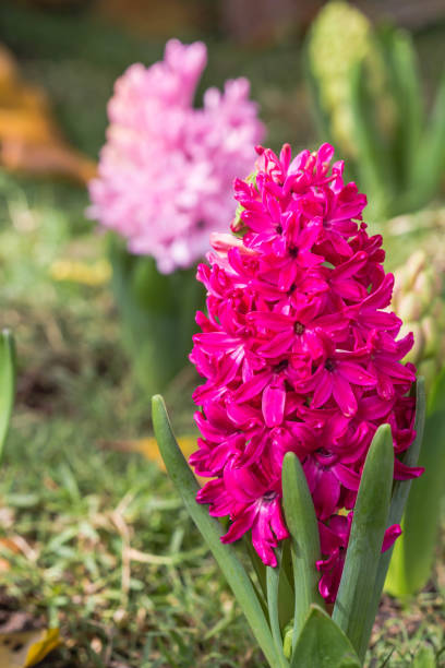 istock Pink hyacinth spring blooming flower in garden. 679718948