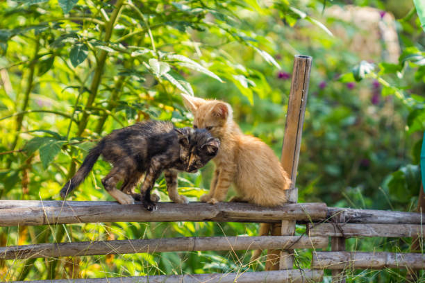 istock cute cat on bamboo fence 679722192