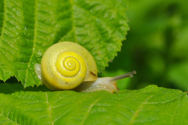 Snail in nature in grass next to a river