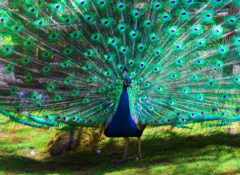 The Indian peacock has a beautiful blue and green plumage.