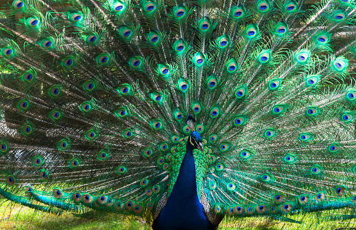 Peacock  or Peafowl (Pavo cristatus) looking at the camera.
