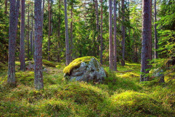 istock Pine forest and big boulders in beautiful day light 679727424