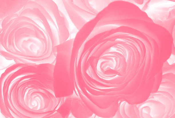 istock colorful Rose flower background 679731826