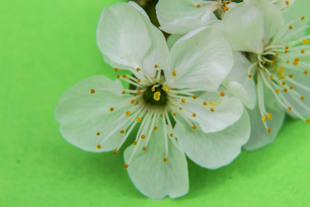 Beautiful cherry blossom on green background. Macro shot.