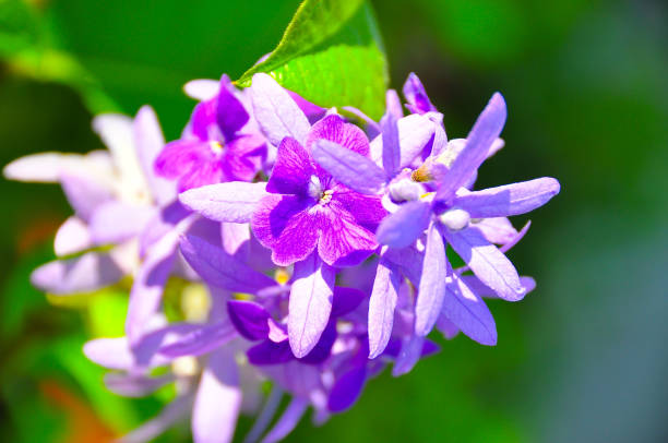 istock Purple Orchid on a green branch 679738020