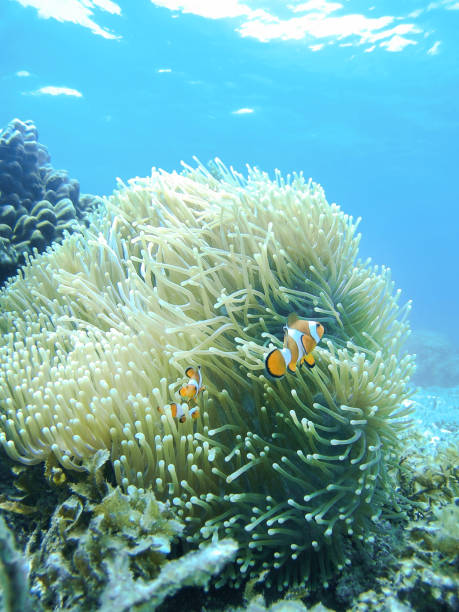 istock Clown Fish family 679738332