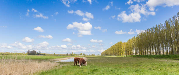 赫裡福德牛在外，荷蘭格羅寧根荷蘭風景全景圖 - kane 個照片及圖片檔