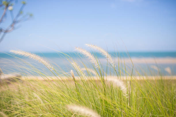 istock Grass flower with sea 679739966