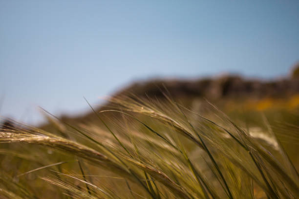 istock Close up of Golden Wheats bent by the Wind during Spring 679740418