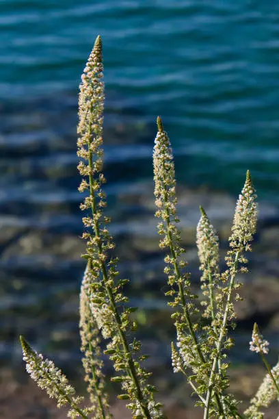 Photo of Close up of White Wildflowers by the Sea during Spring