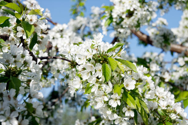 istock Bunches of white cherry blossoms 679741050