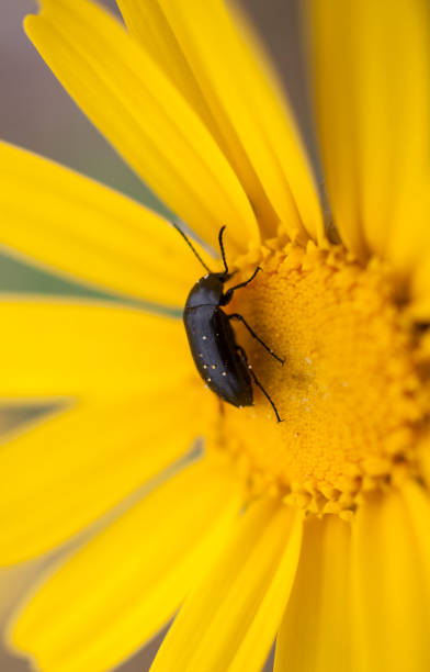 istock Extreme Close up of a Beetle on a Yellow Daisy Flower during Spring 679741078