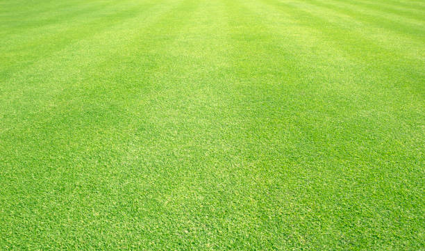 istock grass background Golf Courses green lawn 679747790