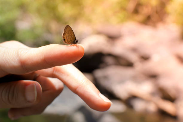 istock Small butterfly on female finger. 679755004