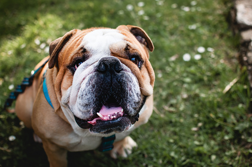 Bulldog inglés, sentado en la hierba y viendo photo