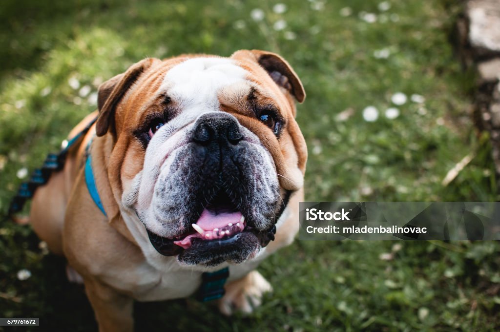 Bulldog anglais assis sur l’herbe et regarder - Photo de Bouledogue anglais libre de droits