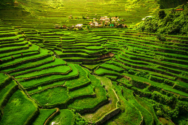 Batad Rice Terraces, North Luzon, Philippines The 2000-year-old World Heritage Ifugao rice terraces in Batad, northern Luzon, Philippines. rice terrace stock pictures, royalty-free photos & images