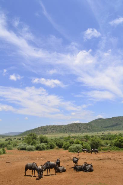 istock Wildebeest under the hot African sun 679762782