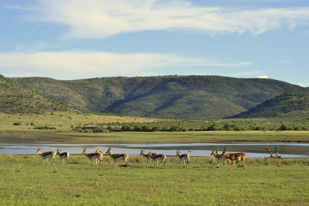 istock Springbok walking alongside a dam in Pilansberg Game Reserve 679764372