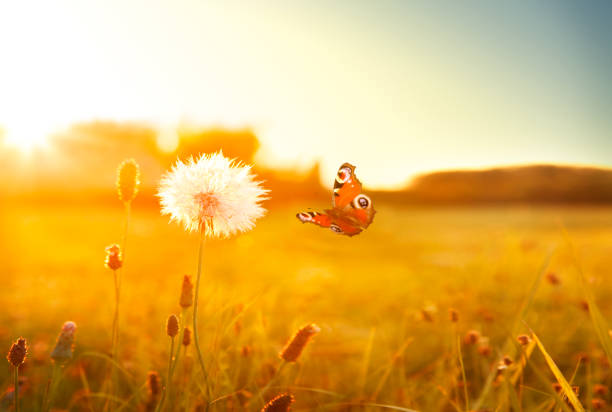 Summer meadow with flying butterfly Summer meadow with flying butterfly in sunset light peacock butterfly stock pictures, royalty-free photos & images
