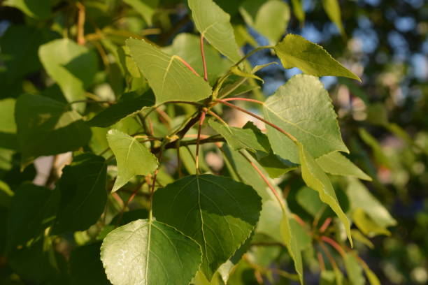 istock Leaves of green trees. 679775646
