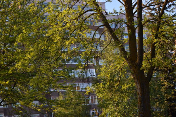 istock Leaves of green trees. 679776234