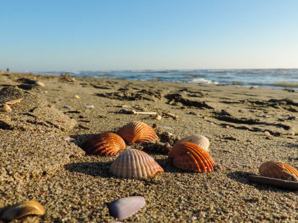 istock Seashells on sandy beach Ostia Rome 679776354