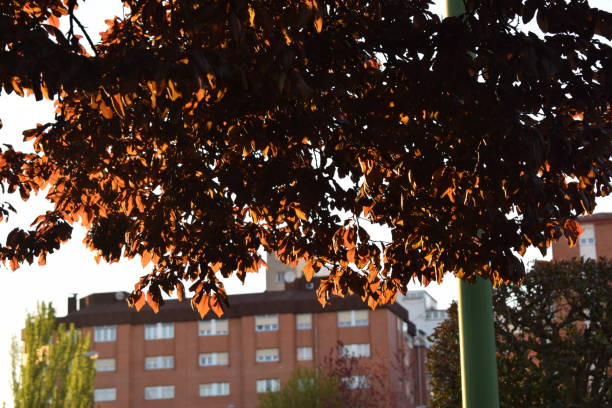 Photograph made in Burgos, Spain.Photograph made in Burgos, Spain.