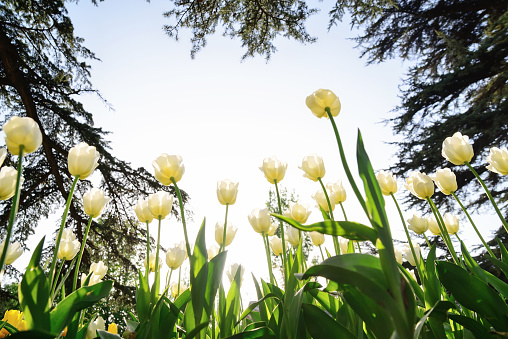 White tulips in the park under the rays of the evening sun. The lower point of shooting, the original angle.