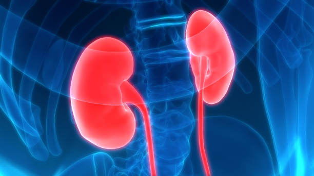 Human Body Organs (Kidneys) 3D Illustration of Human Body Organs (Kidneys) human kidney stock pictures, royalty-free photos & images