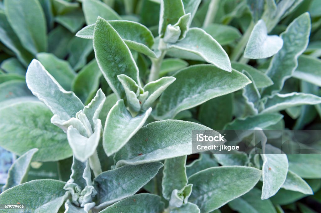 Full frame close-up Stachys byzantina (lamb’s ears or woolly hedgenettle) ornamental plant grow in herbal garden Stachys Byzantina Stock Photo