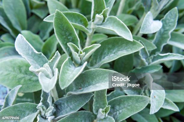 Full Frame Closeup Stachys Byzantina Ornamental Plant Grow In Herbal Garden Stock Photo - Download Image Now