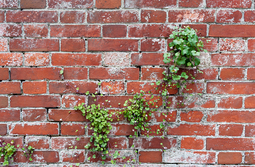 Plant with flowers on brick wall texture background