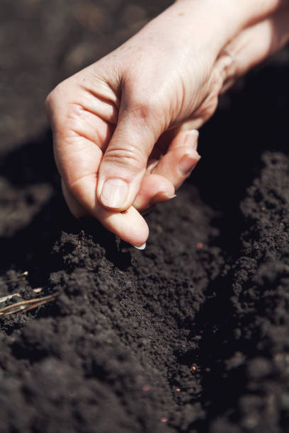 istock Hand women sows seeds in ground close-up 679779694