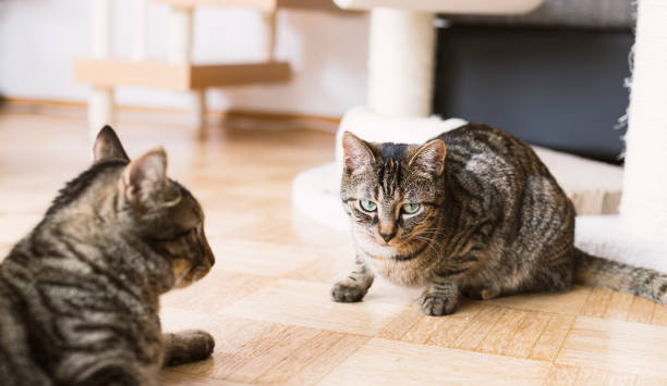 istock Beautiful and cute cats 679782230