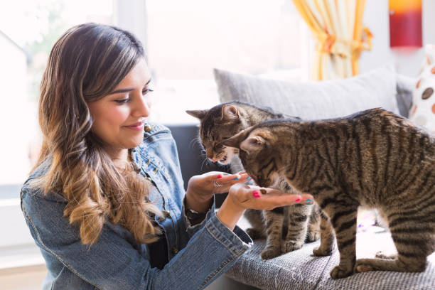 istock Young woman smiling and feeding her cats. 679782256