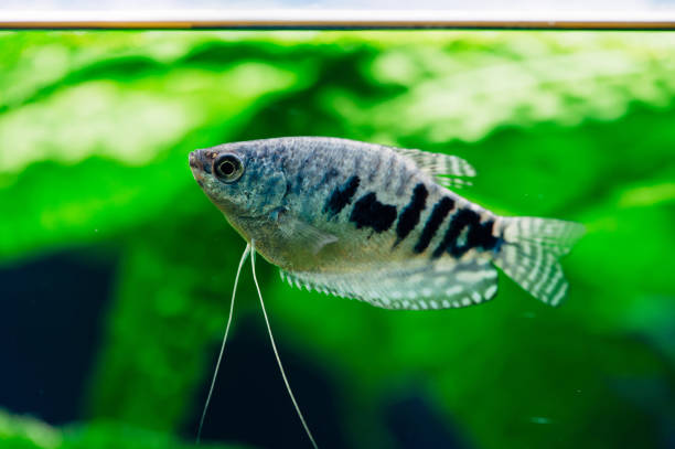 Trichogaster trichopterus. Gourami. Seaweed. Blue fish. "n trichogaster trichopterus stock pictures, royalty-free photos & images