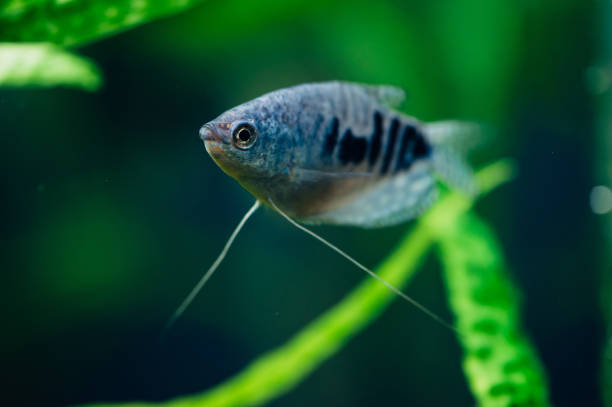 Trichogaster trichopterus. Gourami. Blue fish trichogaster trichopterus stock pictures, royalty-free photos & images
