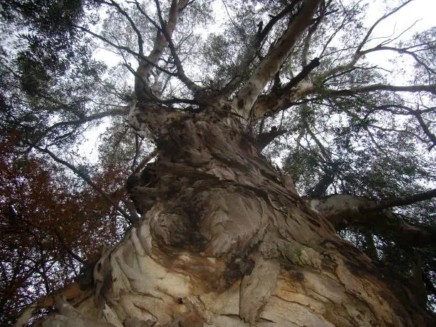 Photo of Looking up the trunk of a mighty tree