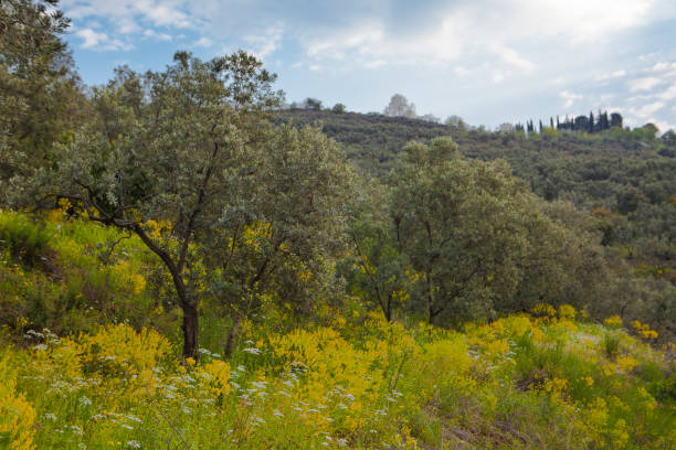 istock Agriculture with Olives 679784460