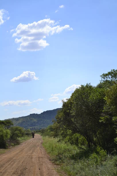 istock Elephant owning the road in the distance 679784794