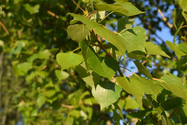 istock Leaves of green trees. 679789886