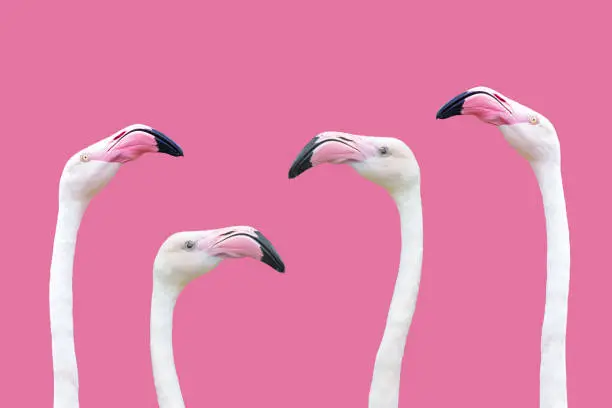 Photo of an flamingo head