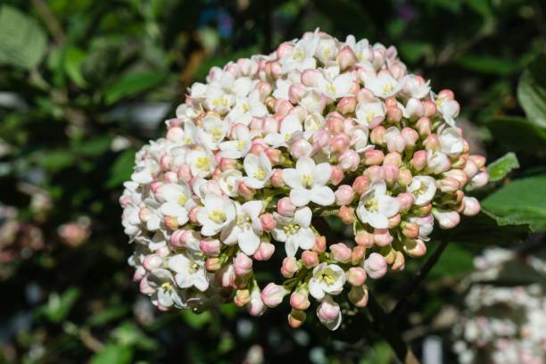 istock Viburnum Snowball Bush Blossom in Spring 679797980