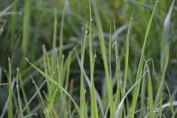 istock Meadow in the morning 679798144