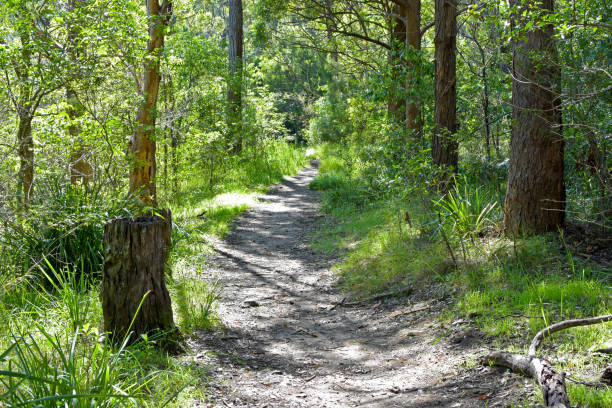 istock Walk in the woods 679798462