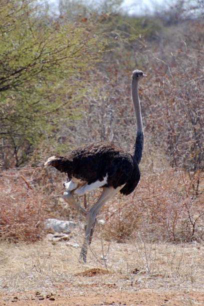 Proud male Ostrich in the Etosha National Park The african ostrich is the biggest living bird in the world. somali ostrich stock pictures, royalty-free photos & images