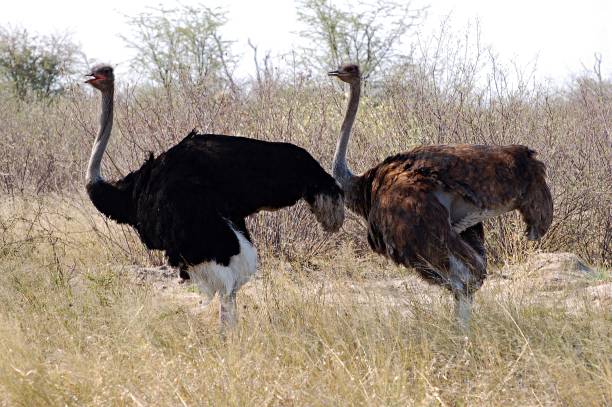 Proud Ostrich Couple in the Etosha National Park The african ostrich is the biggest living bird in the world. somali ostrich stock pictures, royalty-free photos & images