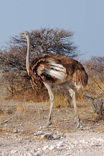 Proud female Ostrich in the amazing Etosha National Park The african ostrich is the biggest living bird in the world. somali ostrich stock pictures, royalty-free photos & images