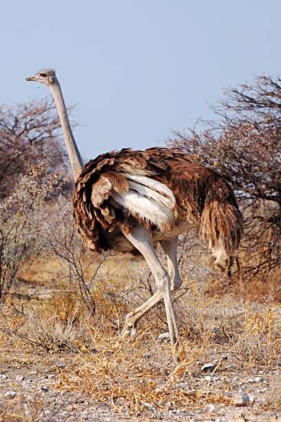 Proud female Ostrich in the wonderful Etosha National Park The african ostrich is the biggest living bird in the world. somali ostrich stock pictures, royalty-free photos & images